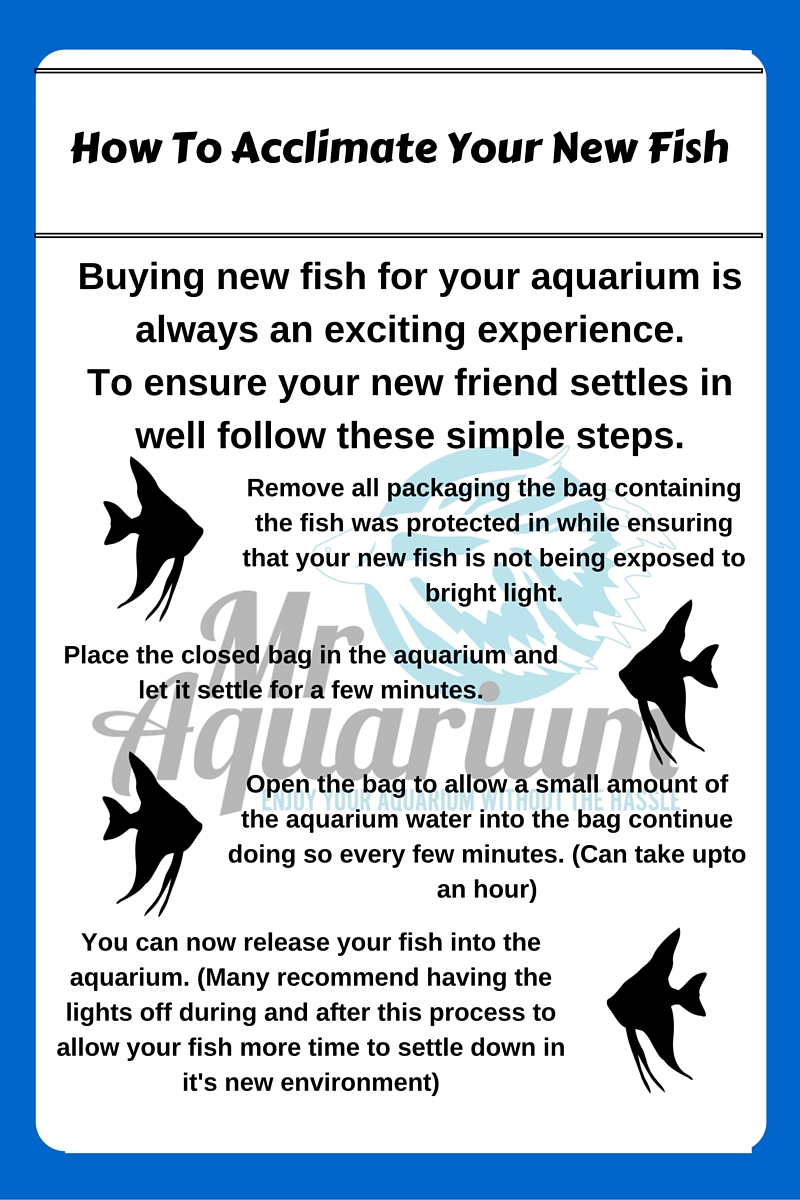 Buying new fish for your aquarium is always an exciting experience. To ensure your new friend settles in well follow these simple steps; 1) Remove all packaging the bag containing the fish was protected in while ensuring that your new fish is not being exposed to bright light. 2) Place the closed bag in the aquarium and let it settle for a few minutes. 3) Open the bag to allow a small amount of the aquarium water into the bag continue doing so every few minutes. (Can take upto an hour). 4) You can now release your fish into the aquarium. (Many recommend having the lights off during and after this process to allow your fish more time to settle down in it's new environment)