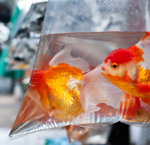 Read more about the article How to acclimate your new fish