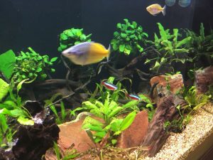 Read more about the article Read this before buying a new aquarium | Don’t commit before reading this